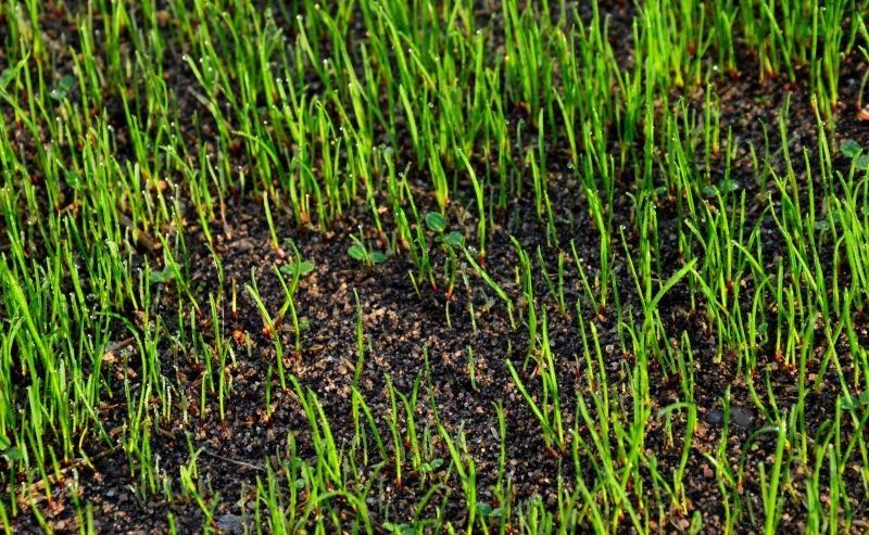 Early Spring Projects